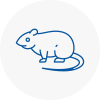 Rat Control Pembroke